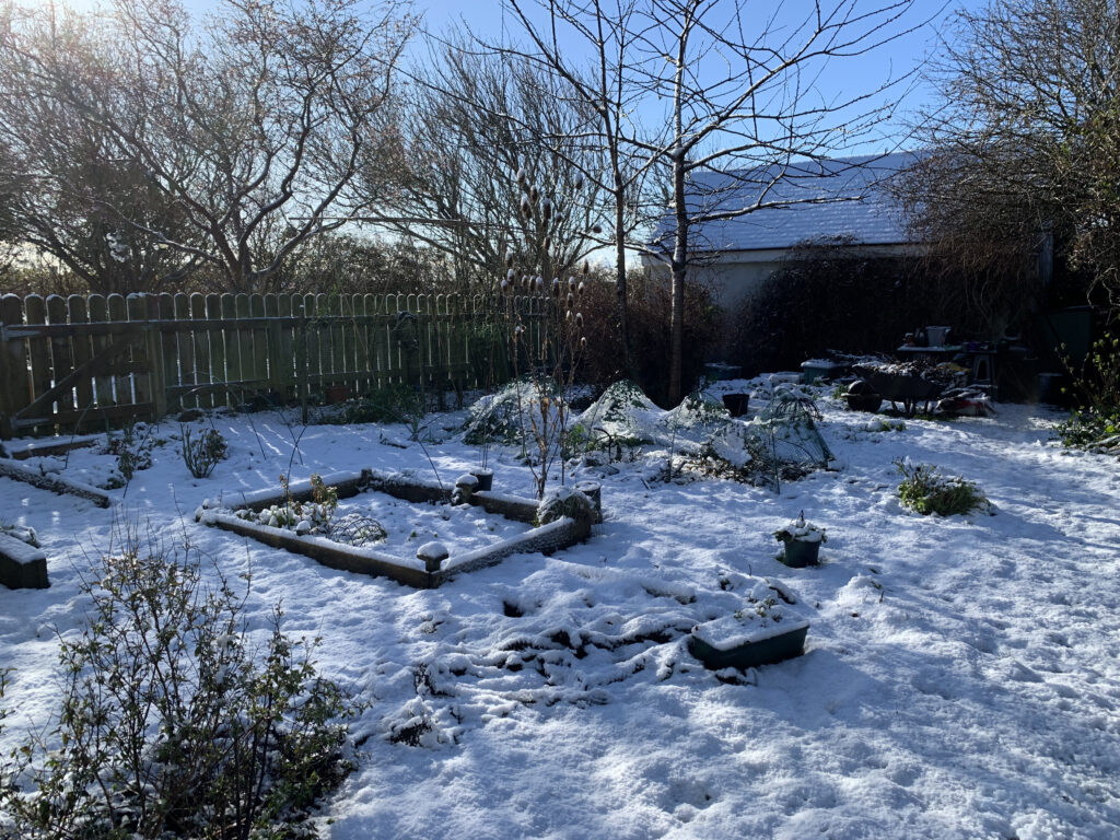 Snow covered cutting garden