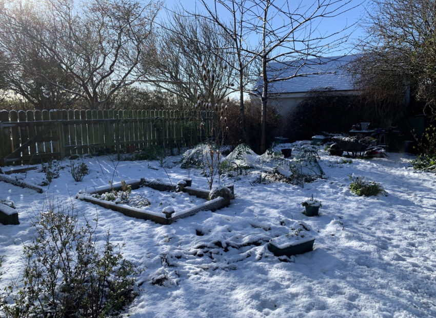 Snow covered cutting garden